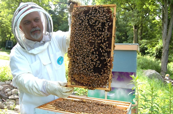 Izumiranje čebel in lažni med! Naše čebelarje zelo skrbi